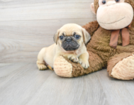 8 week old Pug Puppy For Sale - Premier Pups