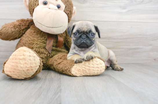 8 week old Pug Puppy For Sale - Premier Pups
