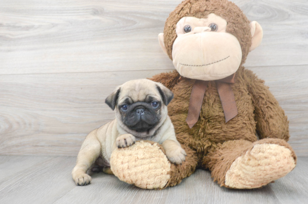 9 week old Pug Puppy For Sale - Premier Pups