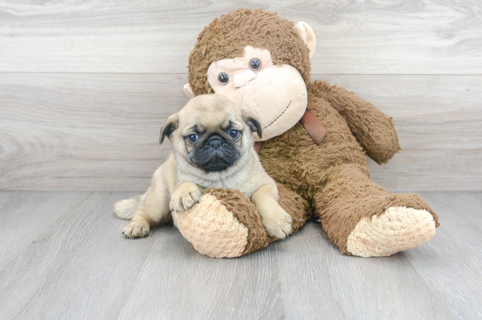 7 week old Pug Puppy For Sale - Premier Pups