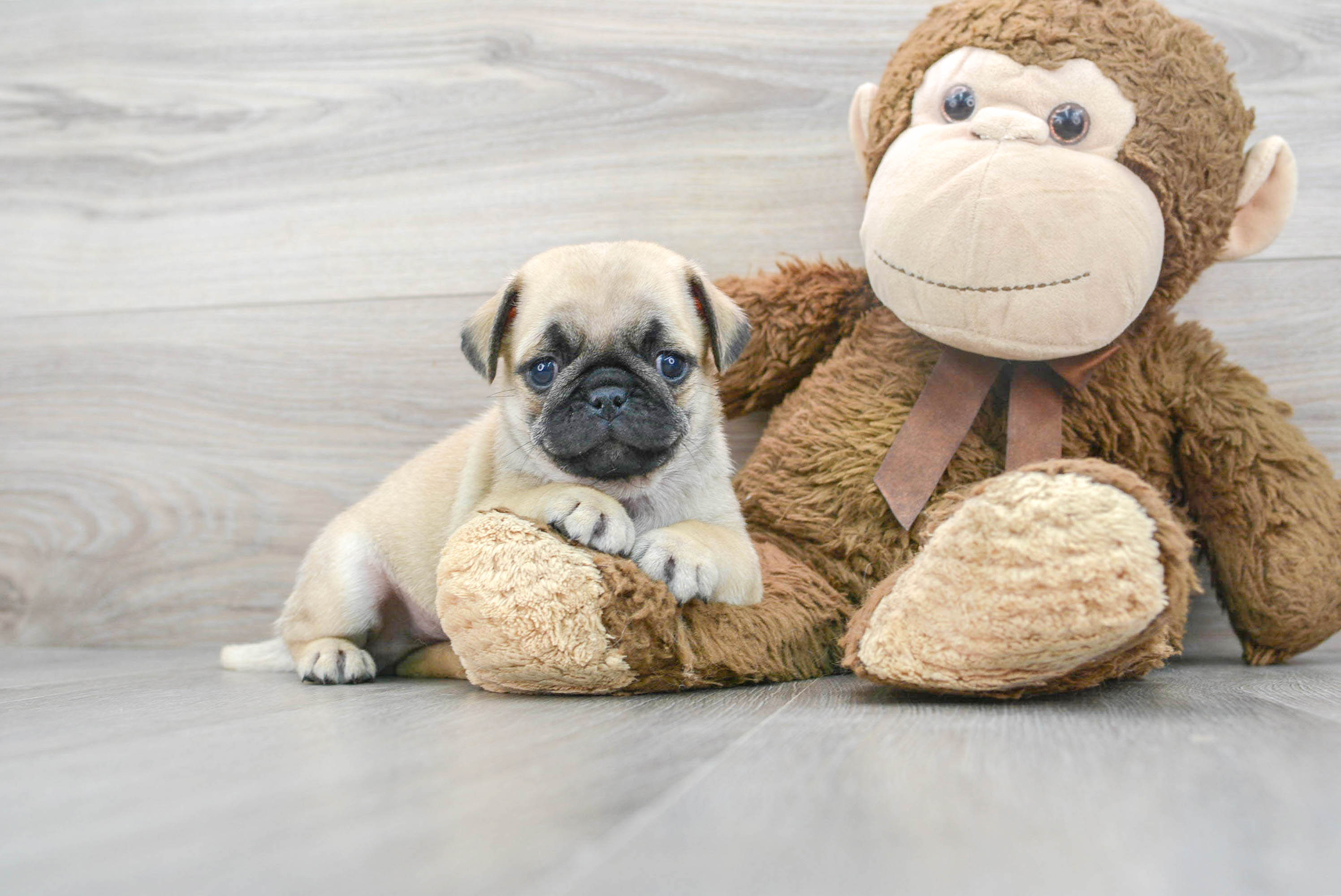 teddy pugs for sale