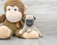 6 week old Pug Puppy For Sale - Premier Pups