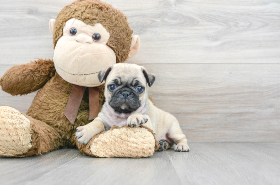 how much are pug puppies worth