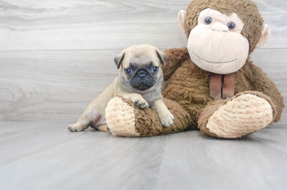 6 week old Pug Puppy For Sale - Premier Pups