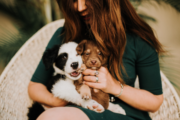 Puppy Teething 101: Understanding and Managing Your Pup's Discomfort