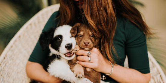 Navigating the World of Puppy Teething: A Guide for Owners Navigating the World of Puppy Teething: A Guide for Owners