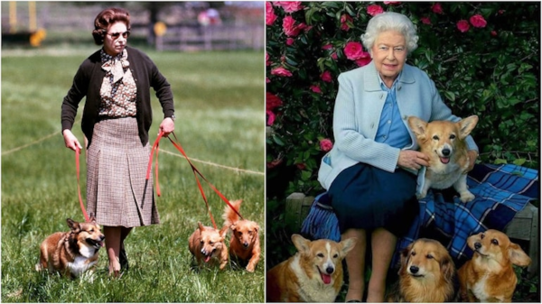 Queen Elizabeth II And Her Love for Corgi Dogs (2023)