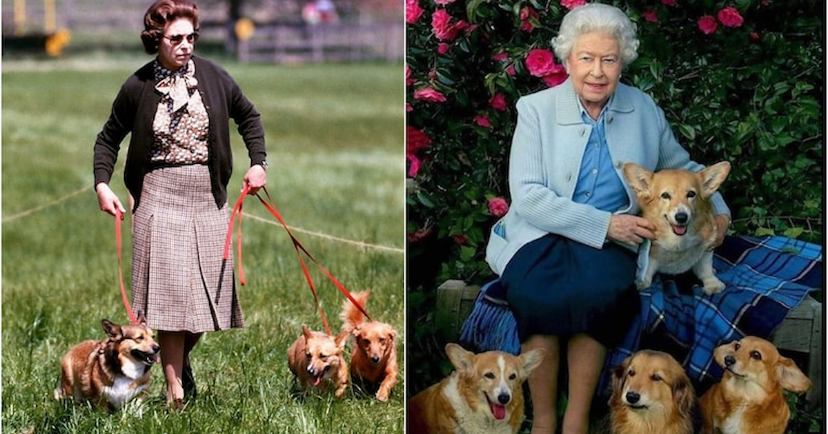 A Pembroke Welsh Corgi Dog Owned by Queen Elizabeth II – MyPuzzle