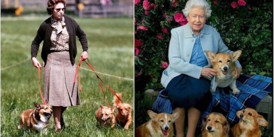 Queen Elizabeth II And Her Love for Corgi Dogs