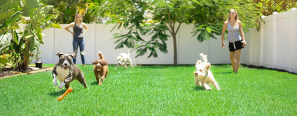Raising a Social Butterfly: Full Guide to Puppy Socialization