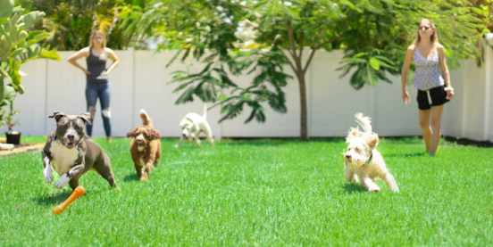 Mastering Puppy Socialization: Transform Your Pup into a Confident, Sociable Adult Dog