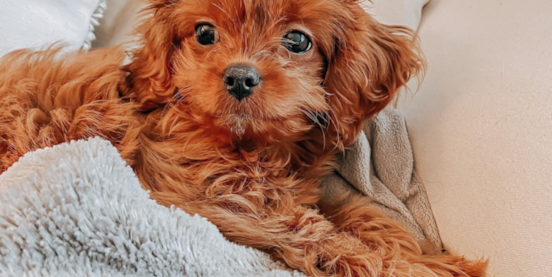 All About Red Cavapoos