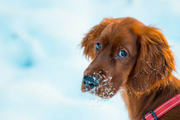 See 10 Expert Winter Care Tips For Dog Owners - Premier Pups