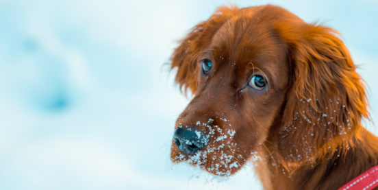 10 Winter Care Tips For Dog Owners 