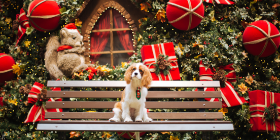 5 Christmas Safety Tips For Dogs