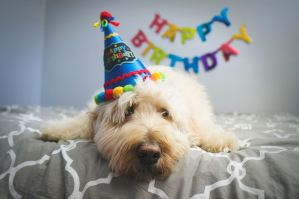 See the Magic of a Happy Birthday Puppy Party! | Premier Pups Blog