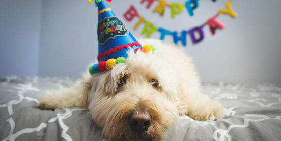 See the Magic of a Happy Birthday Puppy Party! 