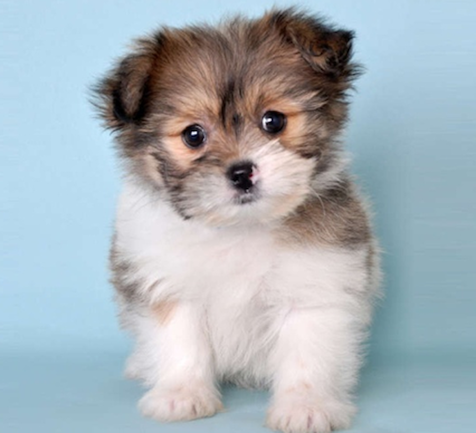 Shih tzu best sale breeders in dfw