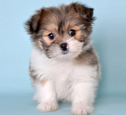Cute Shiranian puppy posing