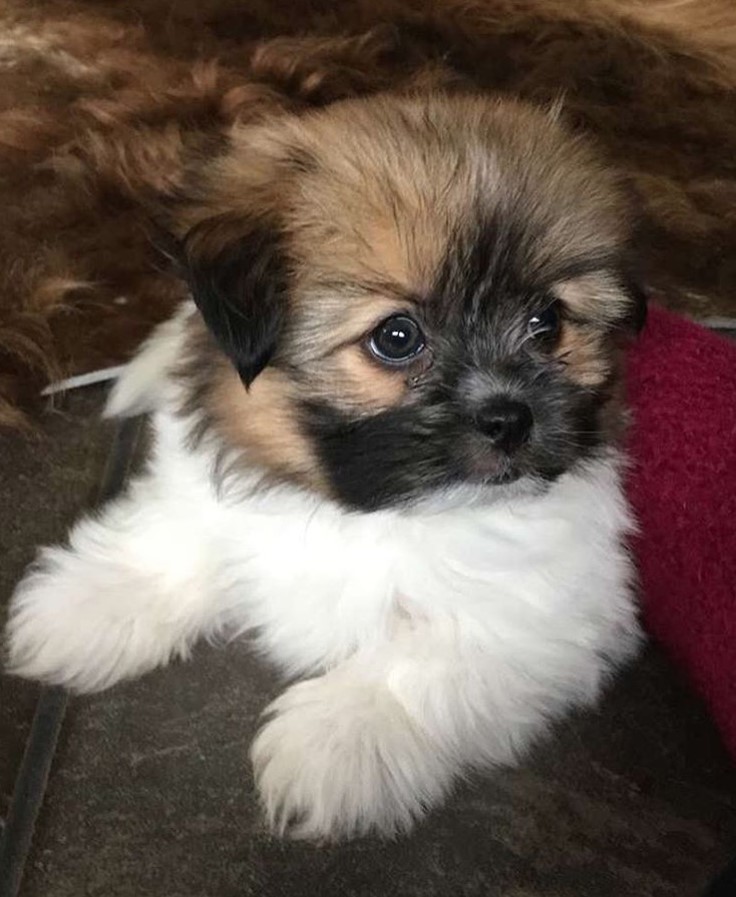 Pomeranian shih sale tzu for sale