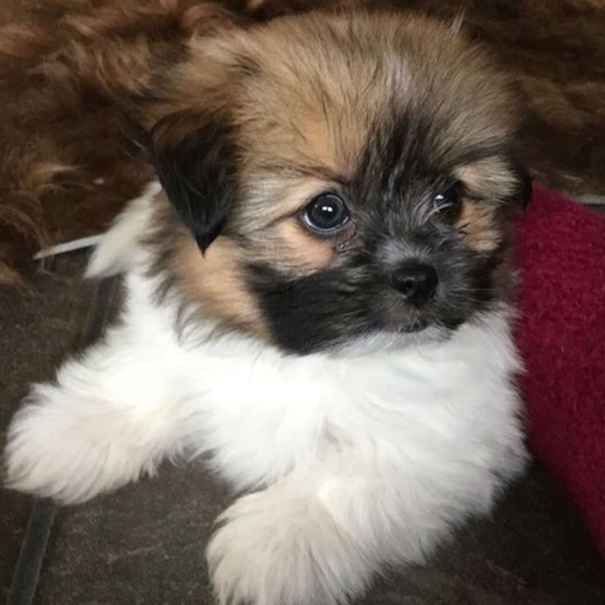 Shih Tzu Pomeranian mix puppy with tricolor coat