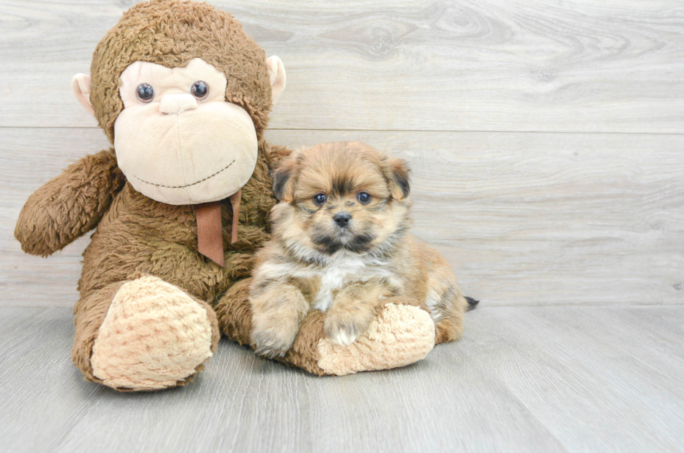 5 week old Shih Pom Puppy For Sale - Premier Pups