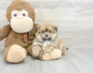 5 week old Shih Pom Puppy For Sale - Premier Pups