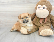5 week old Shih Pom Puppy For Sale - Premier Pups