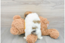 Friendly Shih Pom Baby