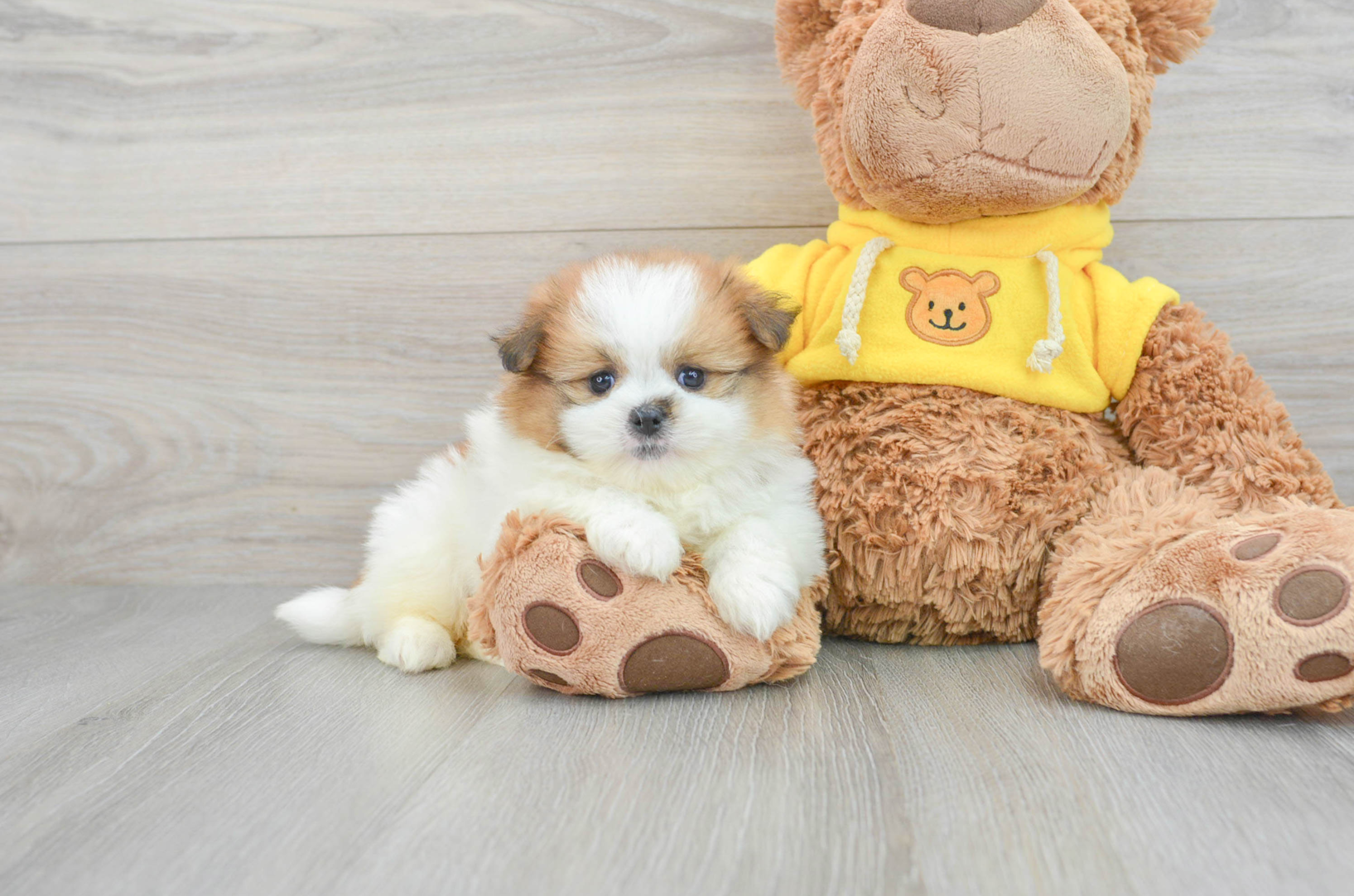 Affordable Shih Pom Puppies for Sale Premier Pups
