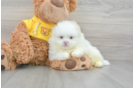 Funny Shih Pom Designer Pup