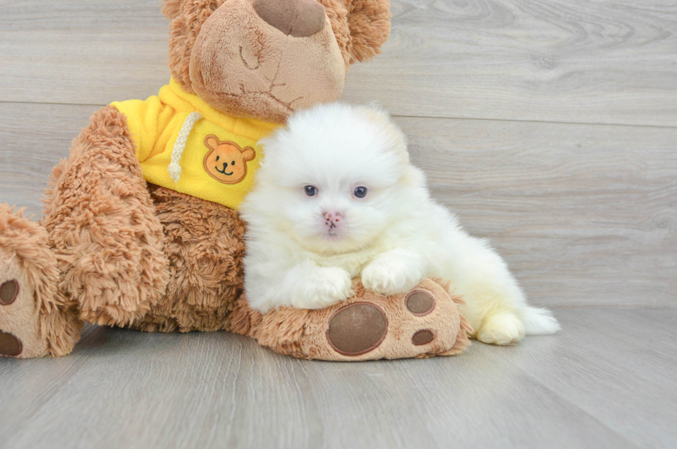 7 week old Shih Pom Puppy For Sale - Premier Pups