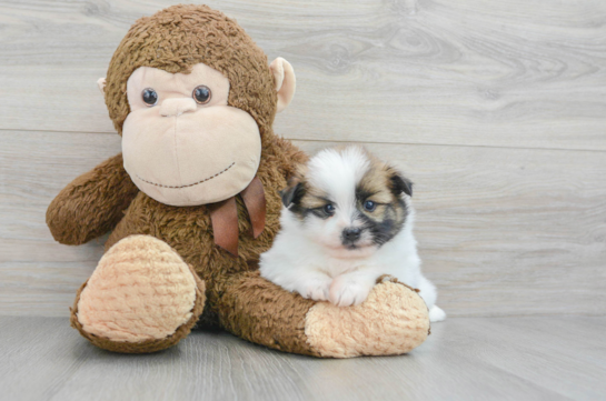 Shih Pom Puppy for Adoption