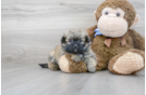 Meet Gibson - our Shih Pom Puppy Photo 2/3 - Premier Pups
