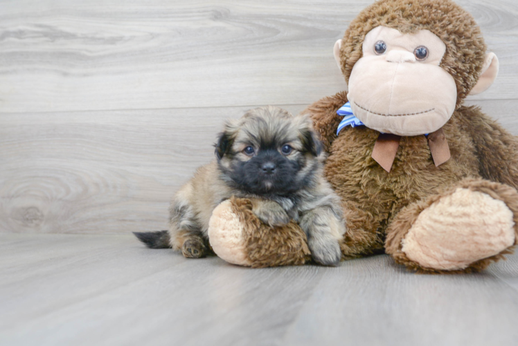 Meet Gibson - our Shih Pom Puppy Photo 2/3 - Premier Pups