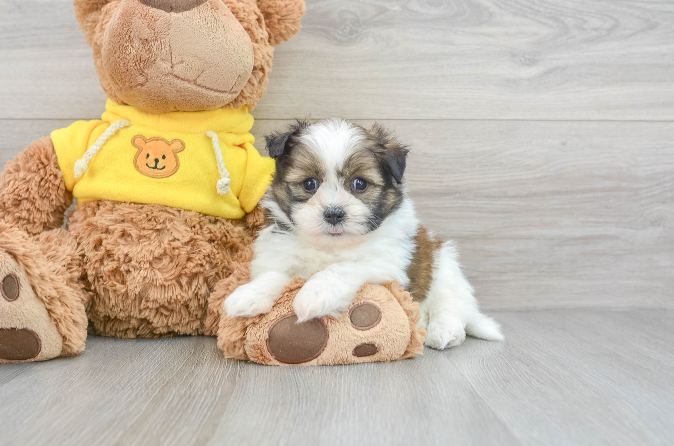 Affordable Shih Pom Puppies for Sale | Premier Pups