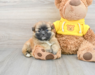 6 week old Shih Pom Puppy For Sale - Premier Pups