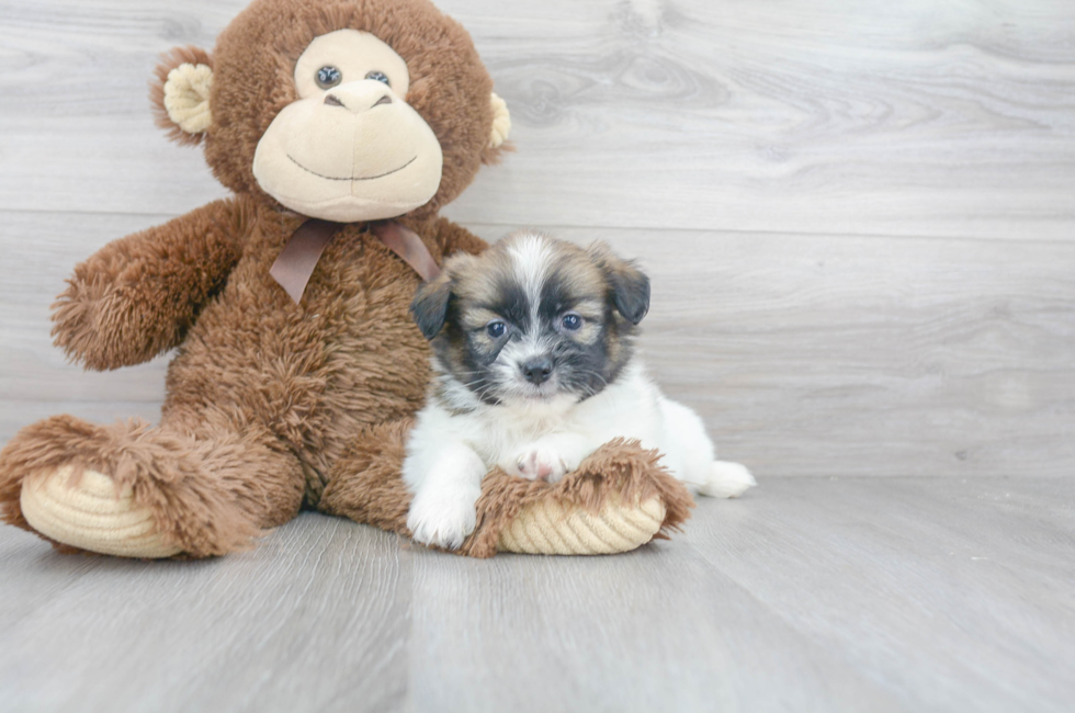 Shih Pom Puppies for Sale Premier Pups located in Ohio