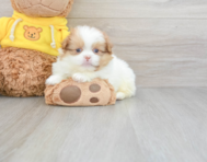 7 week old Shih Pom Puppy For Sale - Premier Pups