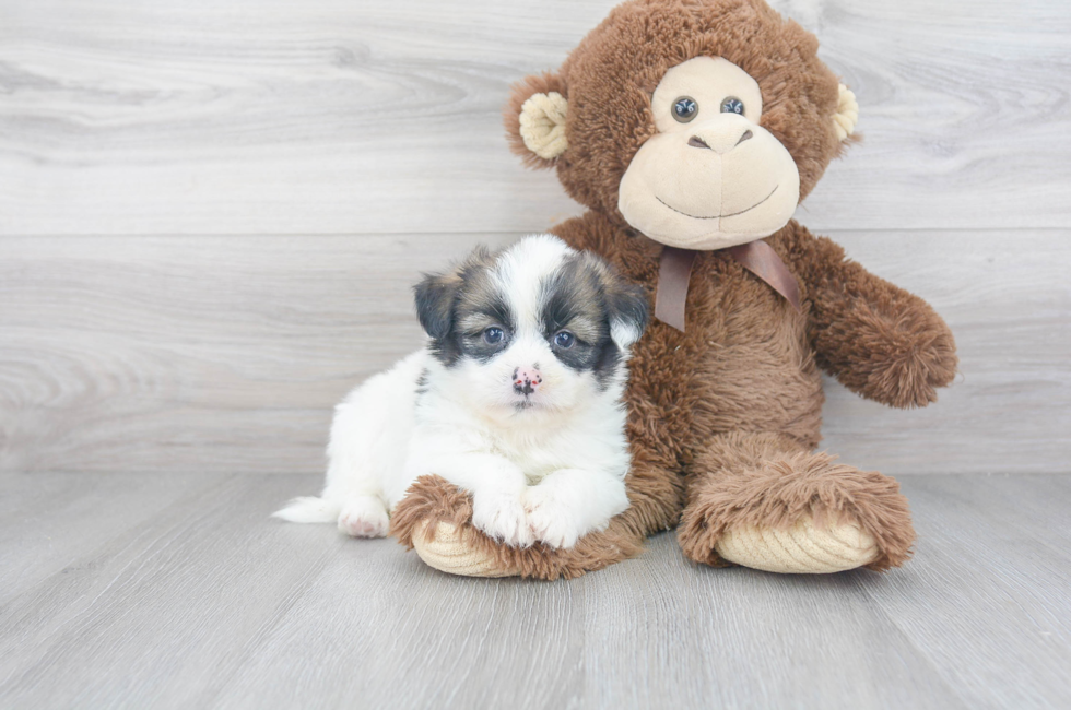 Shih Pom Puppies for Sale Premier Pups located in Ohio