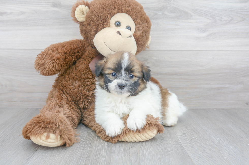 Shih Pom Puppies for Sale | Premier Pups located in Ohio