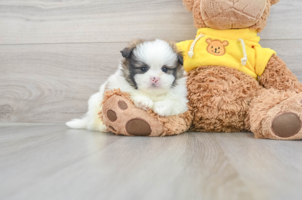 6 week old Shih Pom Puppy For Sale - Premier Pups
