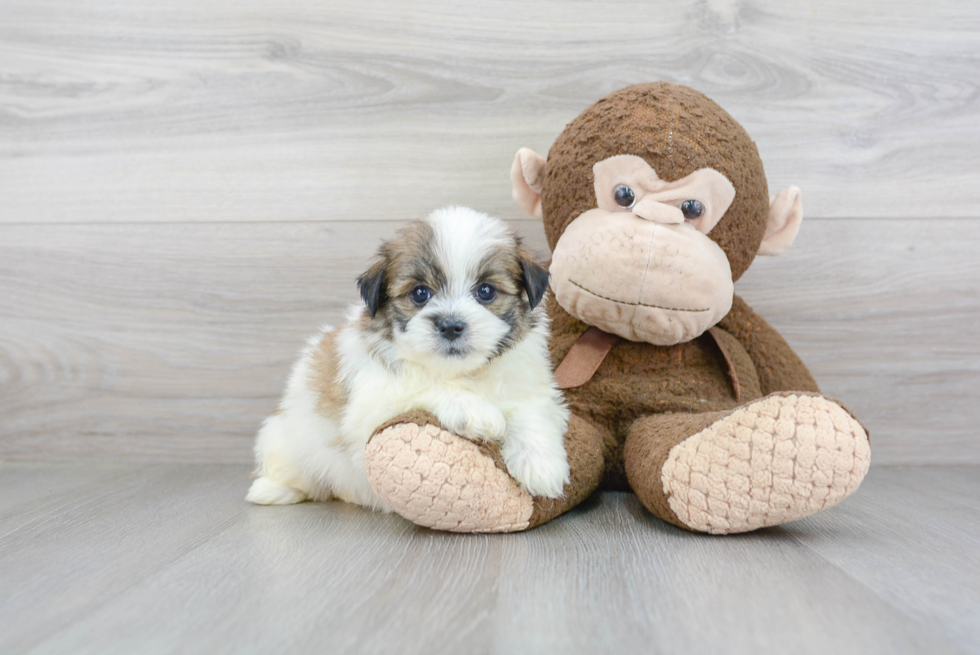 Meet Oliver - our Shih Pom Puppy Photo 2/3 - Premier Pups