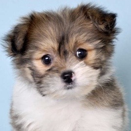 pomeranian x shih tzu for sale