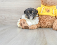 9 week old Shih Pom Puppy For Sale - Premier Pups