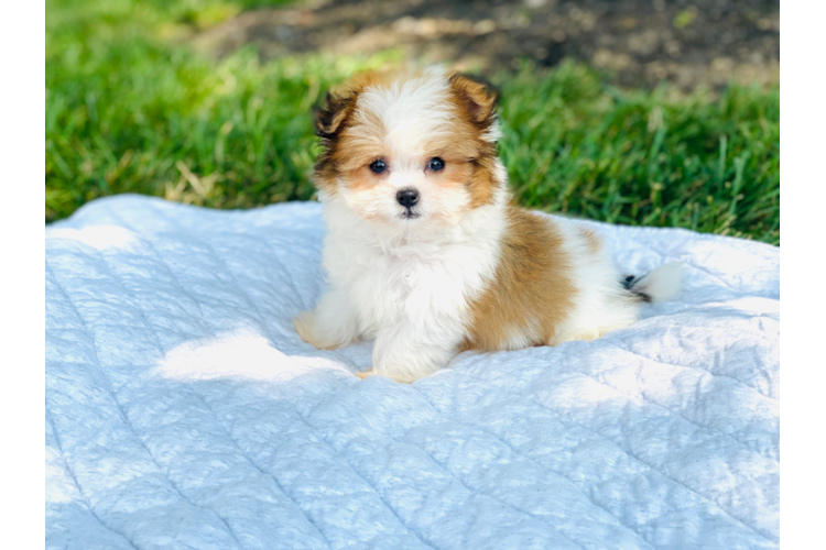 SHIH POM PUPPY