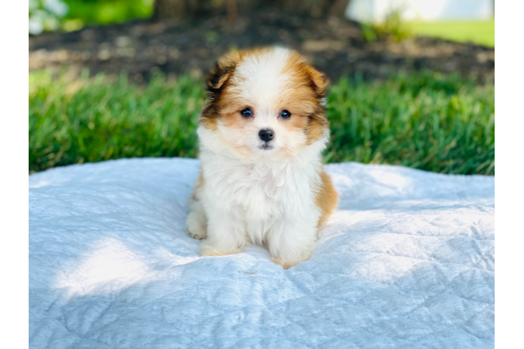 SHIH POM PUPPY