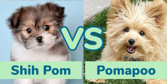 Shih Pom vs Pomapoo Comparison