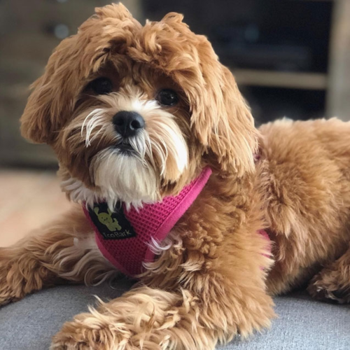 Brown Shih Poo dog wearing a pink harness