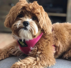 Shih Poo Puppies For Sale - Premier Pups